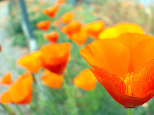 426202 (a): :1600x1200